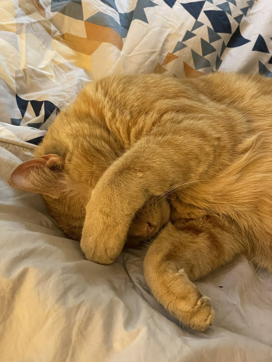 It’s Monday morning, time to get at it! My cat clearly doesn’t feel the same. 😹 #Mondaymorning #cats