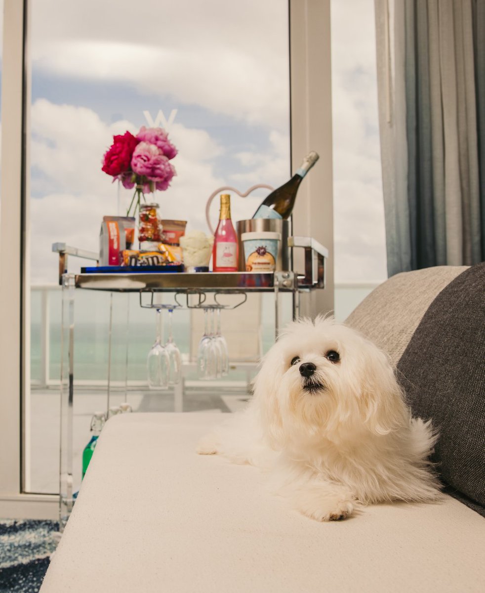 Visit Lauderdale on Twitter "🐾 Let the dogs out this summer with this