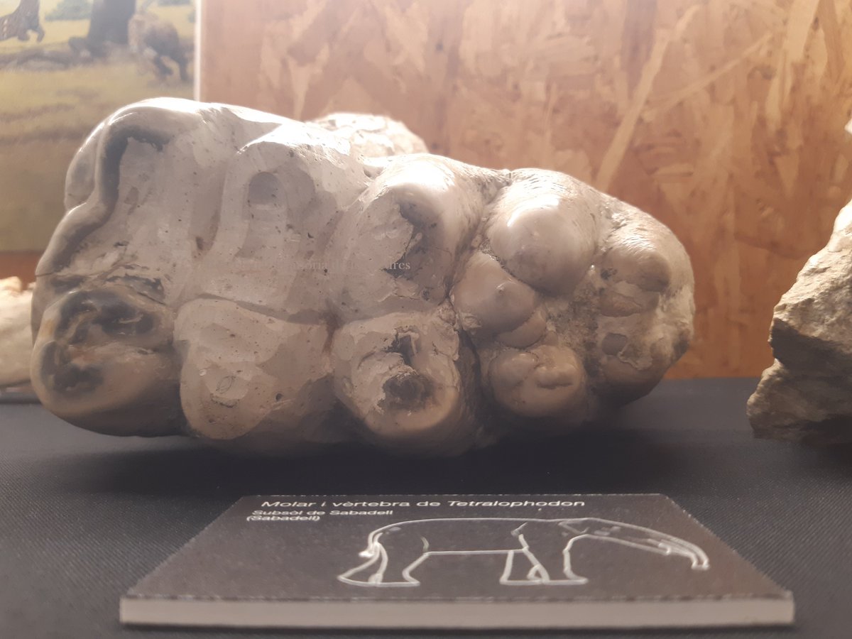 Commemoració del 40 aniversari de la mort de Miquel Crusafont i Pairó, paleontòleg que l’any 1969 fundà l'Instituto Provincial de Paleontología. Des de 1983, Institut Català de Paleontologia Miquel Crusafont de #Sabadell.

<a href="/ICP_MCrusafont/">Institut Català de Paleontologia Miquel Crusafont</a> 
<a href="/MuseuICP/">Museu de l'ICP</a>  
@TurismeSBD