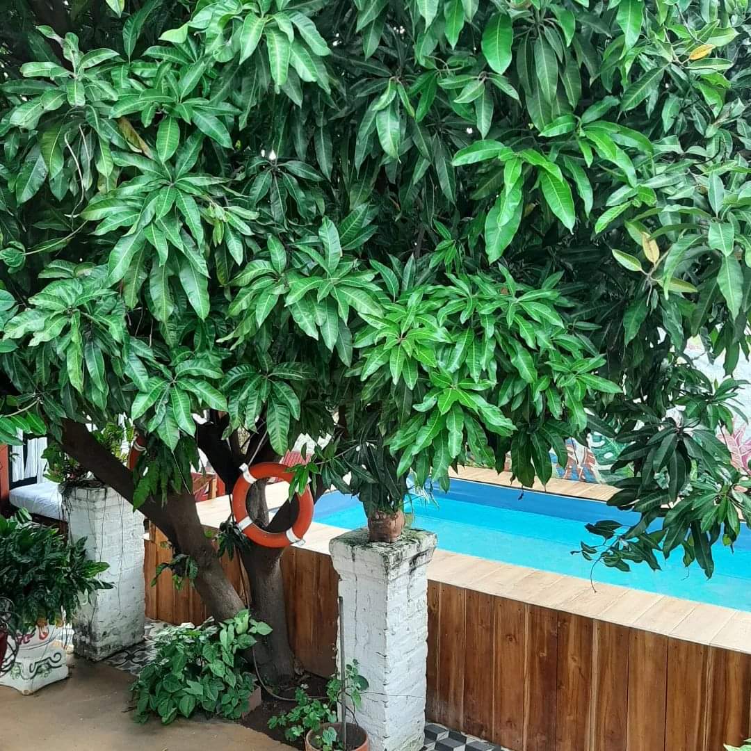 La belleza natural de nuestro #hotelBoutique, su arquitectura colonial y sus encantadores espacios te harán sentir en tranquilidad. 
Te esperamos!

#Valledupar #hotelboutiquevalledupar #hotelenvalledupar #hotelcolonial #pequeñoshotelesconencanto #CSR #CasaDeLosSantosReyes #hotel