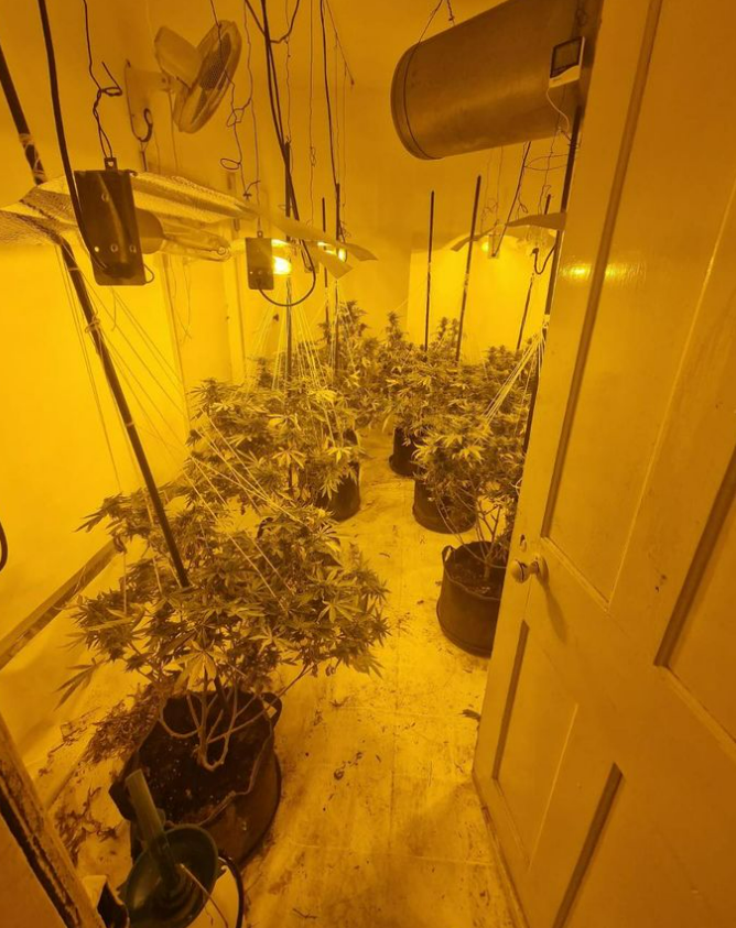 MPSMerton's tweet photo. Horticultural Henchman Harrested
Today, we nicked a male illegally stealing electricity.

Watt? You want more? We can’t, sorry! (Don’t be negative!)

It’s aa live investigation and we’re seeing if we can charge him with more crimes.  We hope for a positive outcome at court. https://t.co/QJok4JsCxU