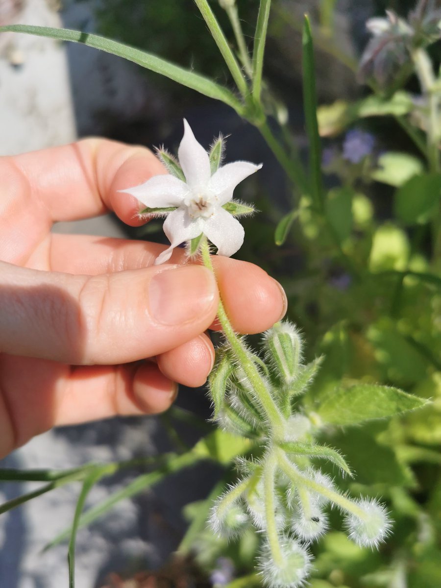 When you sow Borage seeds and are expecting pretty blue flowers...

Now, I don't have the best eyesight but I'm pretty sure that's not blue 🤔