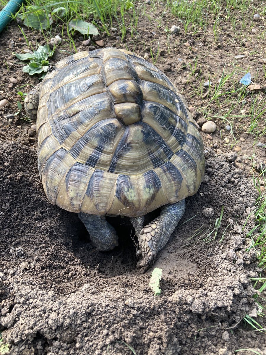 IHartTortoises's tweet photo. Ginger is ready to lay some eggs #tortoise #incubation #hermanns https://t.co/5enhcIyBz9
