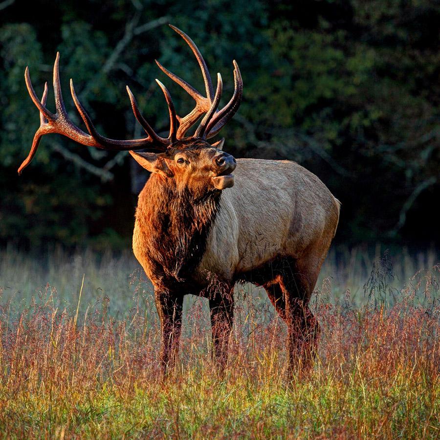 Check out these 5 must-do's at <a href="/GreatSmokyNPS/">GreatSmokyNPS</a>! AAA.com/NationalPark #NationalParks