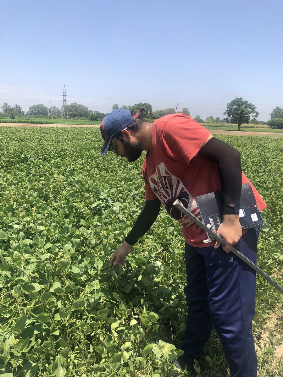 "Exciting results in my field! Tested the tank mix of pendimethaline and pyroxasulfone herbicide on wheat, and observed its impact on succeeding green gram crop. Height and leaf count showed noticeable differences. #AgricultureResearch #CropScience #HerbicideEffect #GreenGram