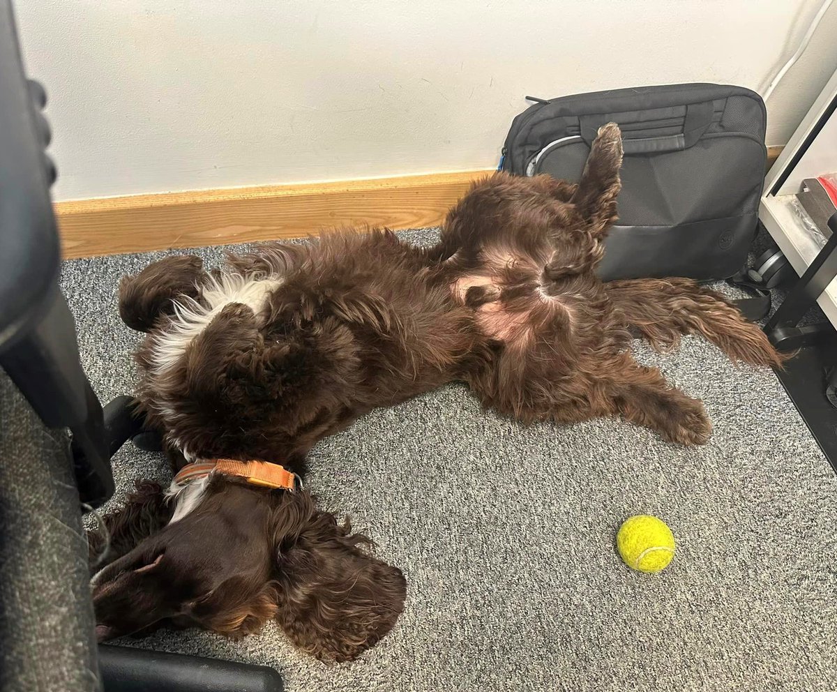 Beginning to think that our #dogsatwork have the right idea with this heat! 🌞

#officedogs #dogslife #dogs #dogsofinsta #summerstyle #heatwave