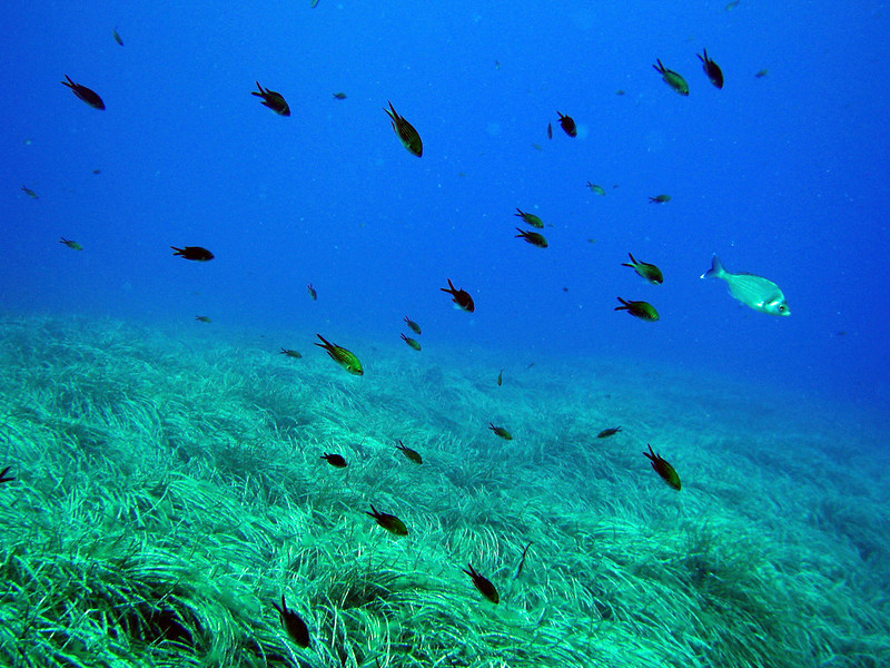 Le praterie formate da #Posidonia oceanica, la pianta marina tipica del #Mediterraneo, costituiscono un sistema di #biodiversità complesso che viene monitorato da ARPAT attraverso una strumentazione di ultima generazione
📺Guarda il video youtube.com/watch?v=DFGXxX… #mare #toscana
