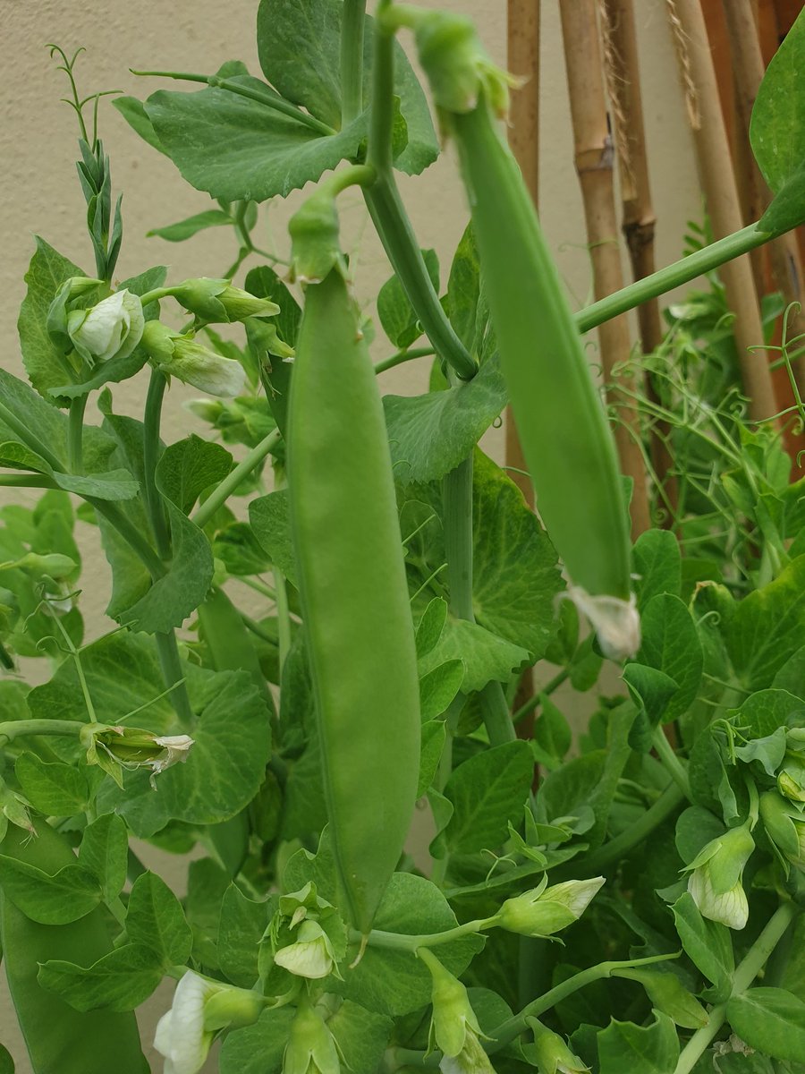 TheresaRyder_'s tweet photo. It's getting real 😊 🌱#fromseedtoplate #growyourown https://t.co/cYTA69tovH