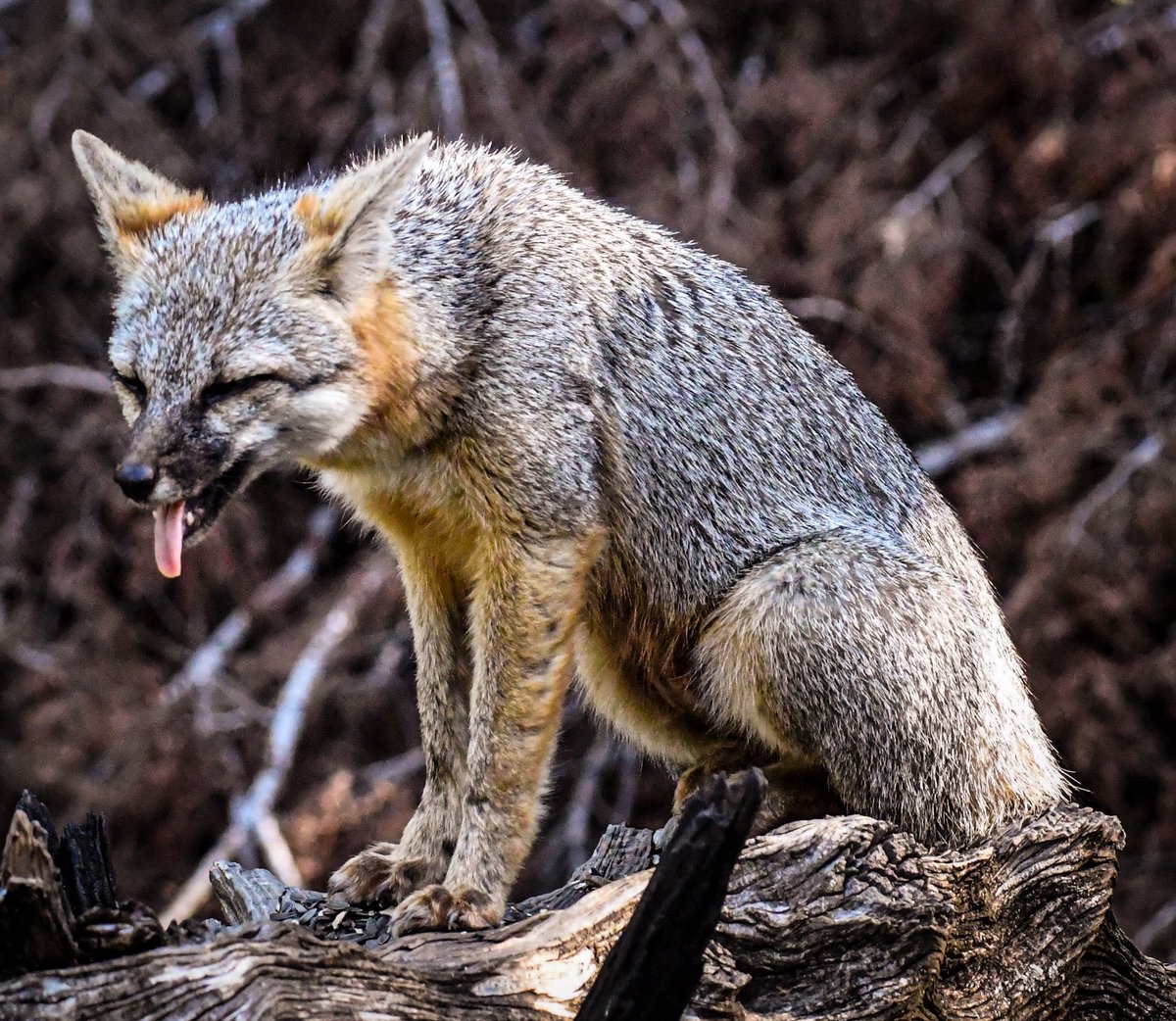 It was pretty hot in the Texas hill country yesterday. 
At least this poor grey fox thought so at Pedernales Falls State Park. I love these beautiful animals. <a href="/TPWDparks/">Texas State Parks</a> <a href="/TPWDnews/">Texas Parks & Wildlife</a>