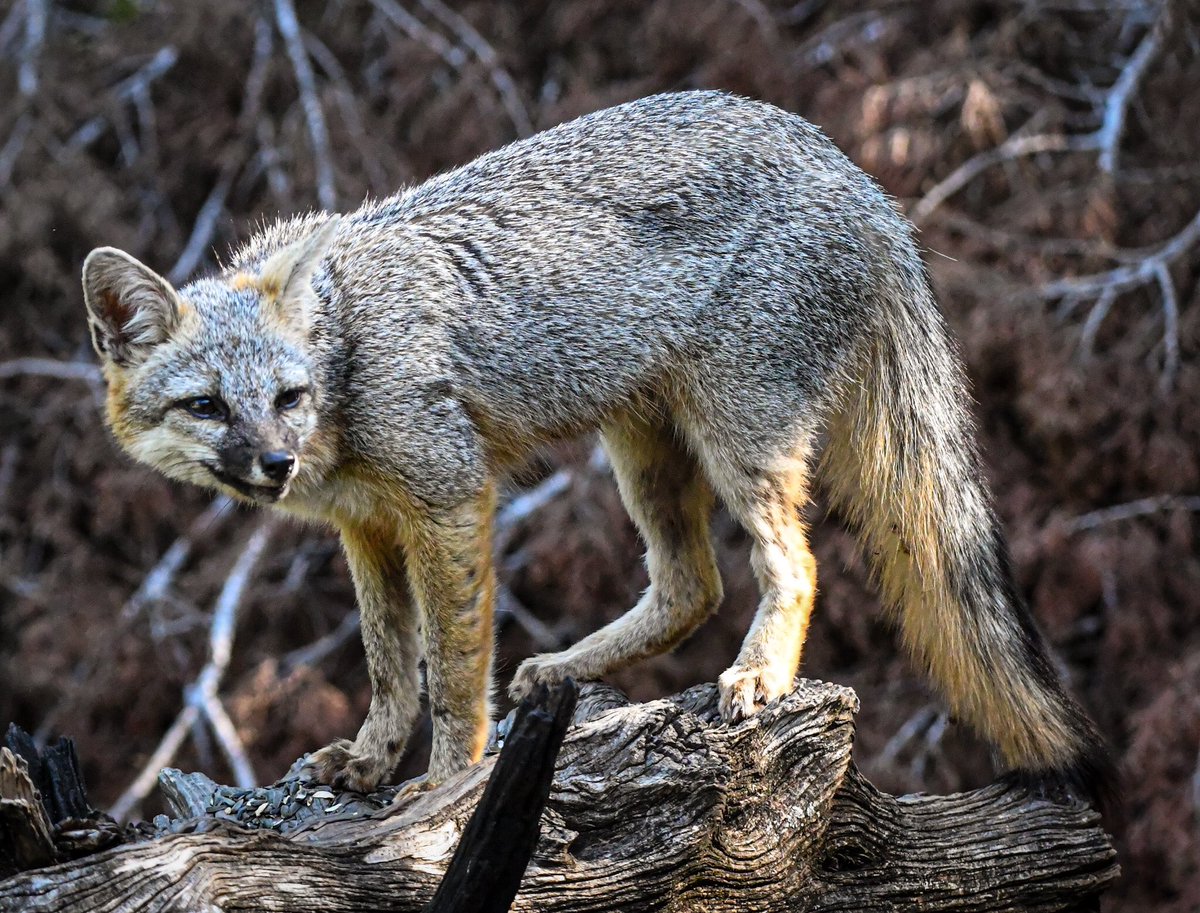 LanceWinter's tweet photo. It was pretty hot in the Texas hill country yesterday. 
At least this poor grey fox thought so at Pedernales Falls State Park. I love these beautiful animals. @TPWDparks @TPWDnews https://t.co/MNTC3dIbIb