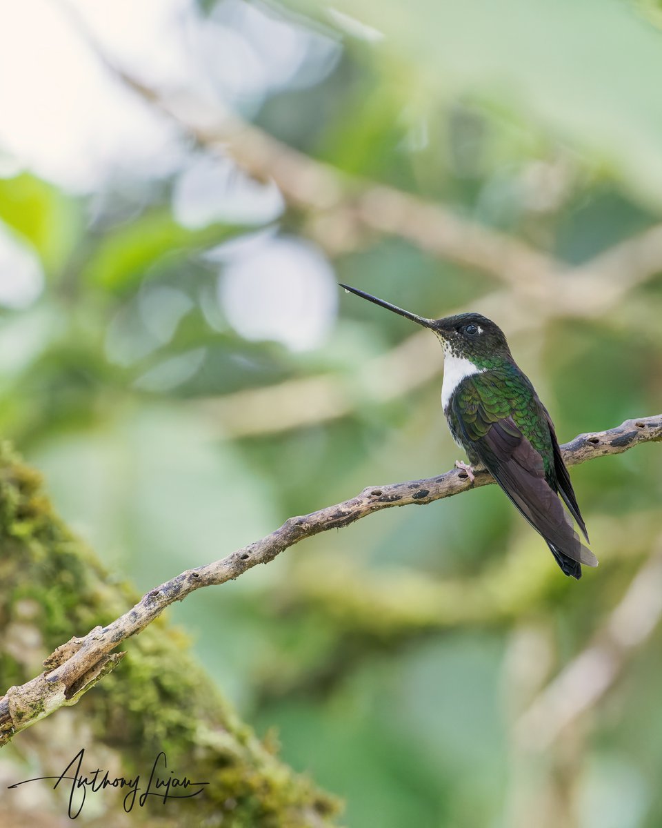 Collard Inca
Coeligena torquata
Colombia
Sony A1 - Sony 600mm
#ALhummingbirdsperched

#CollardInca #Inca #hummingbird #nuts_about_birds #earthcapture #colibrí #beijaFlor #hummingbirds #nature #natgeoyourshot #naturephotography #sonya1 #sony600mm  #birdsonearth #birding #birdwa...