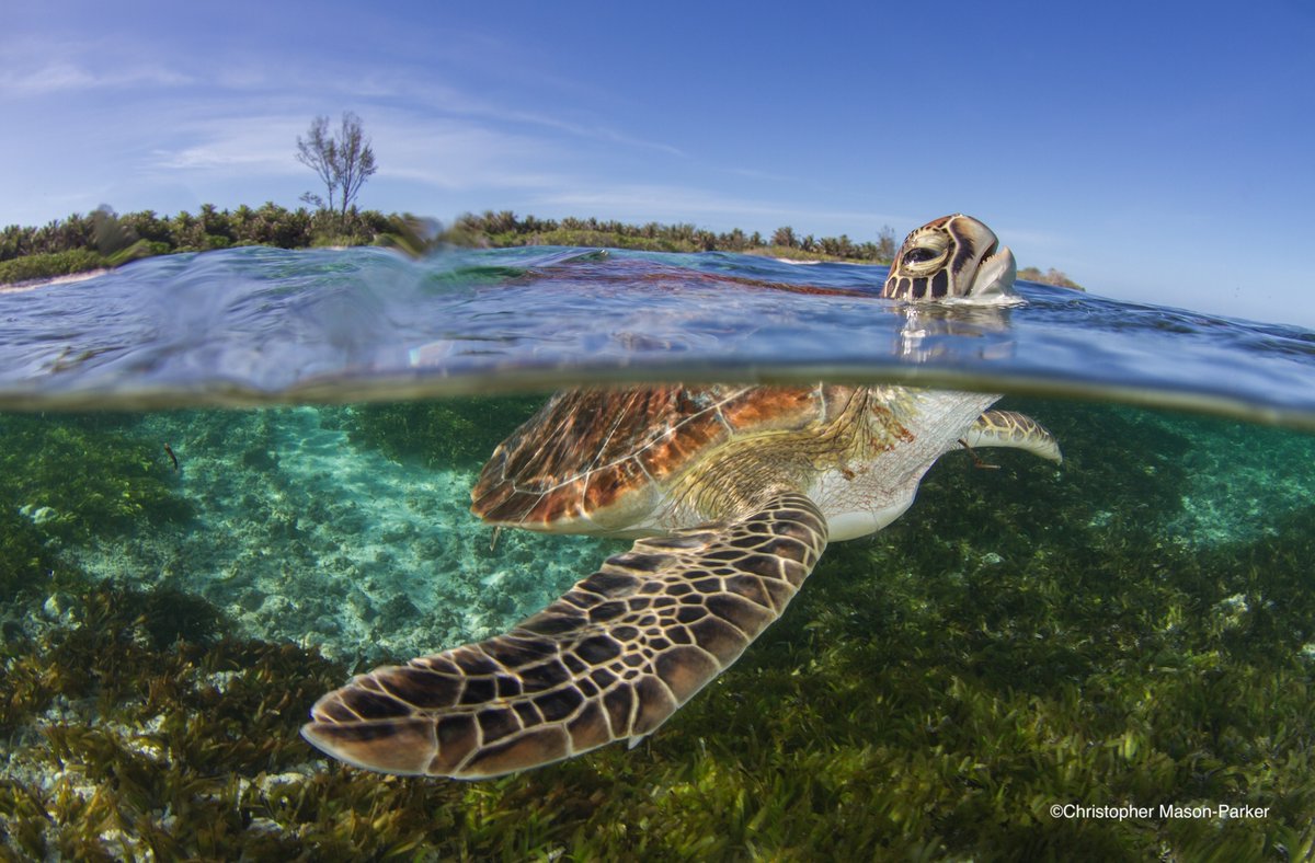 nature_org's tweet photo. How do we tackle the threats to our ocean?

We’ve identified 10 opportunities to protect &amp; restore more of the ocean, manage fishing &amp; other activities sustainably, &amp; reduce the impacts of #ClimateChange.

The time is now for action. 🌊https://t.co/hxRJL7Yzpx #Ocean #OceanMonth https://t.co/O6MfaWQznI