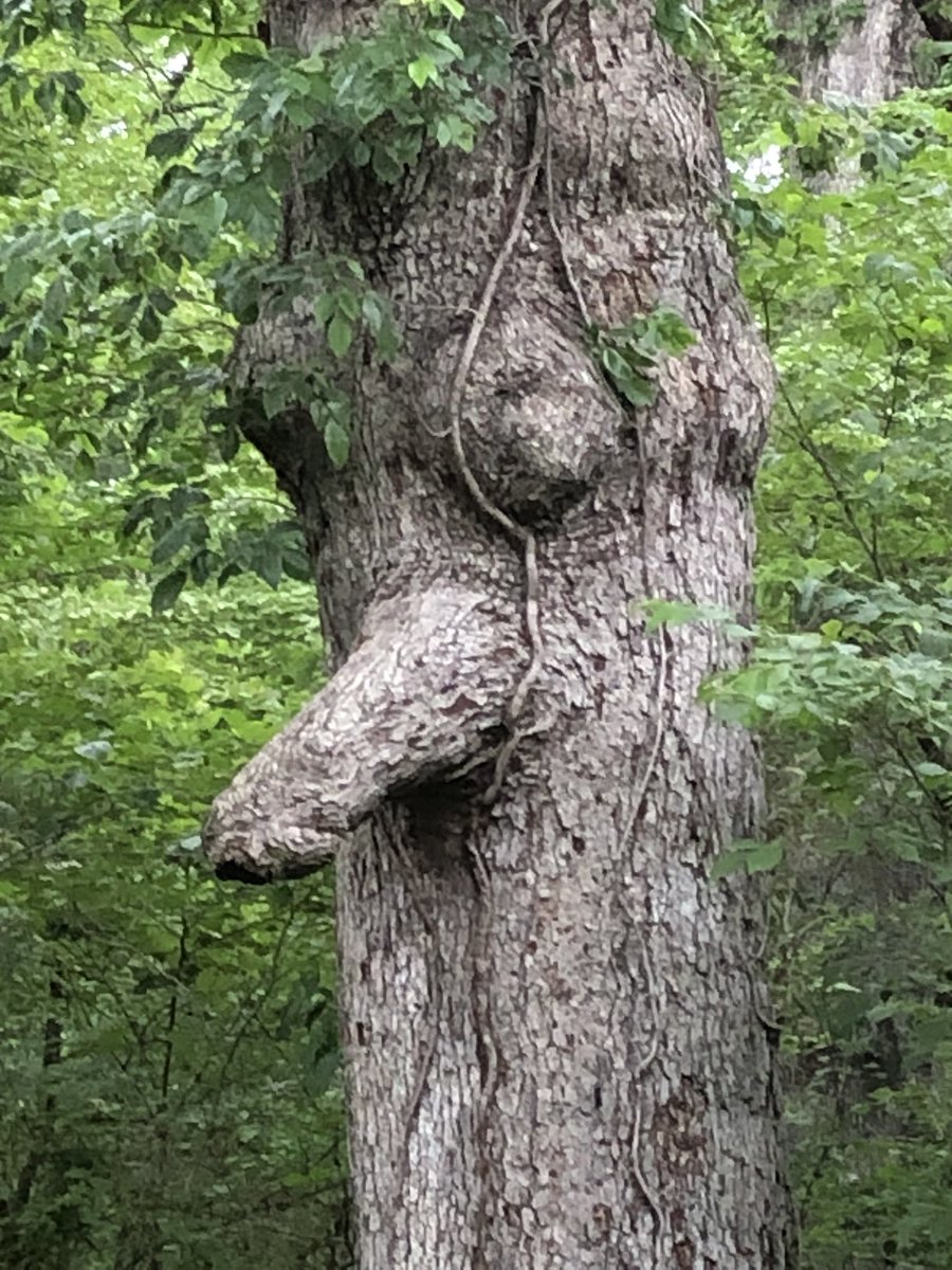 @RonanRhodes we saw this funky tree at Lincoln State Park this weekend.