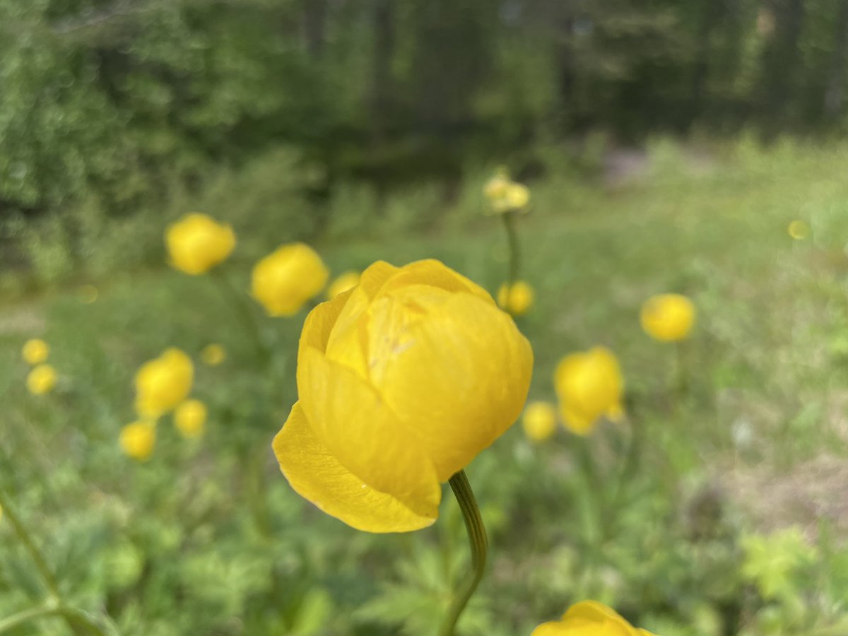 RantasenSaara's tweet photo. Lapissa kaikki kukkii tai on ainakin nupullaan. Summer in Lapland is short and blooming. #lapland #summer @visitlapland @visitsodankyla #kullero #trolliuseuropaeus #globeflower #summerinlapland #lapinkesΓ€ https://t.co/A3BtTVRrAK