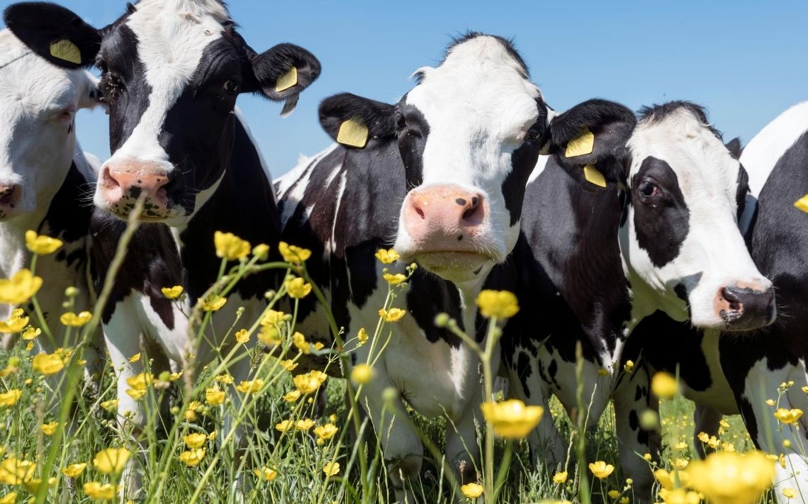 LKLServices's tweet image. We&apos;re looking for a #TractorDriver for a 220 cow #farm in the #Harrogate area 🚜🚜Find out more 👉bit.ly/43zb4c5 #farming #farmwork #teamdairy
