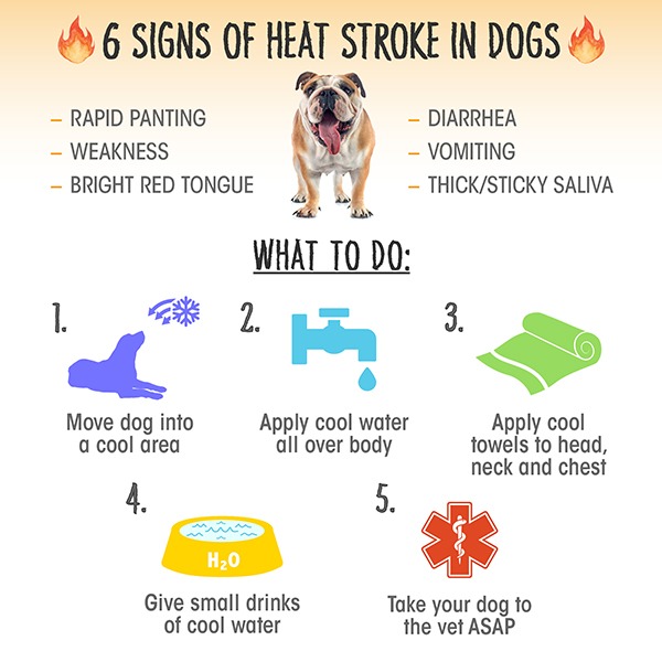 Please retweet, 6 SIGNS OF HEATSTROKE IN DOGS 🌞 #dogs #Heatwave