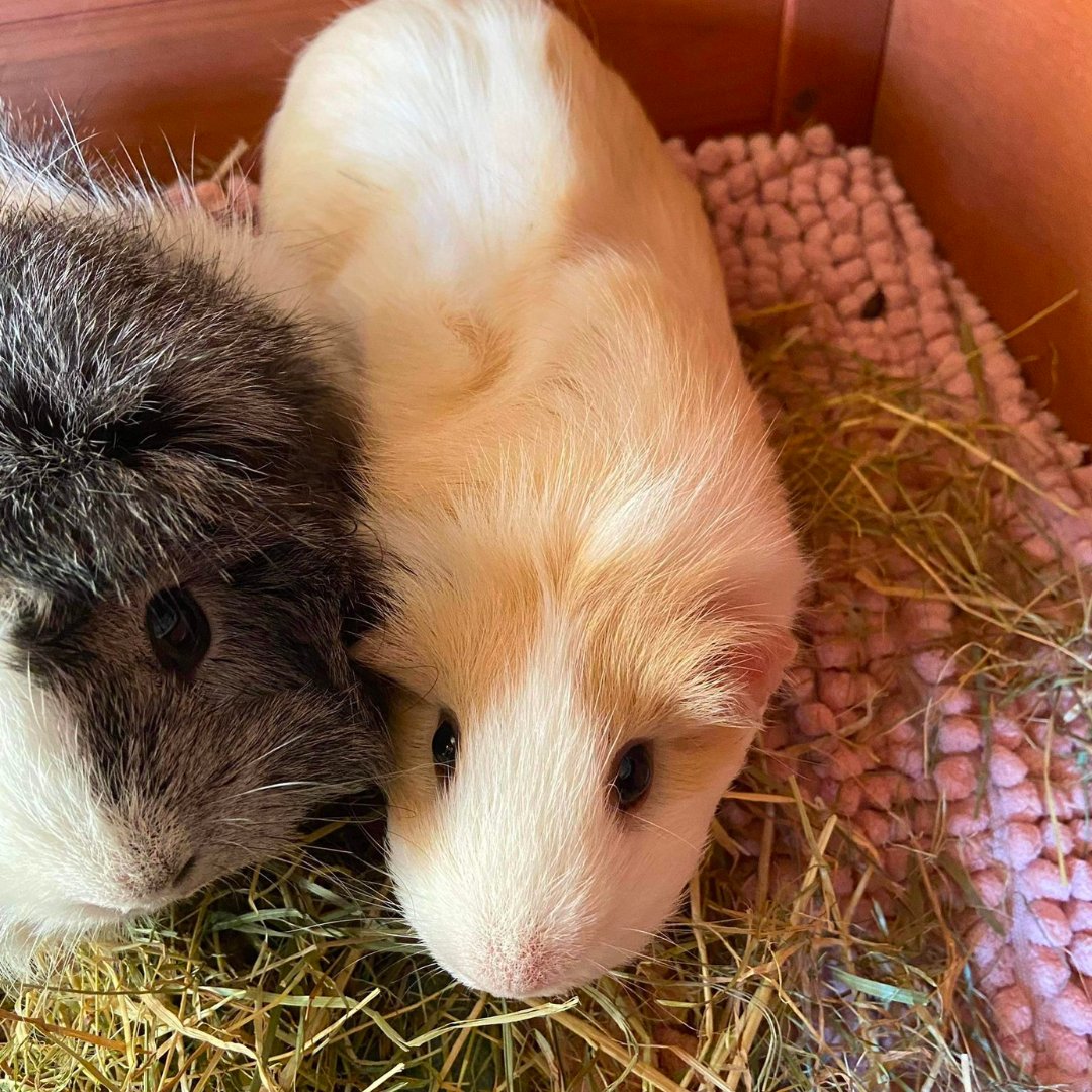 Happy #Monday!

Fun fact: In Switzerland, owning a single guinea pig is illegal. They're social animals and must be kept in pairs. Enjoy this cute photo of Mouse and Shirley! shamelessly stolen from Natasha Storey🐹🖤

#GuineaPigFacts #MondayMotivation #AnimalsAreBetterThanPeople