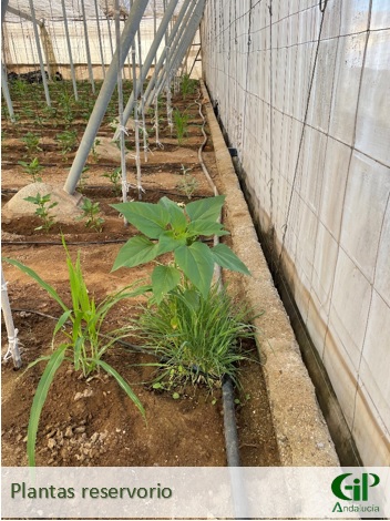 La instalación de plantas reservorio en el interior del invernadero es esencial para favorecer la instalación de la fauna auxiliar, como recomienda la guía de Gestión Integrada de Plagas.
#GIPAndalucia #RAIF #horticolas