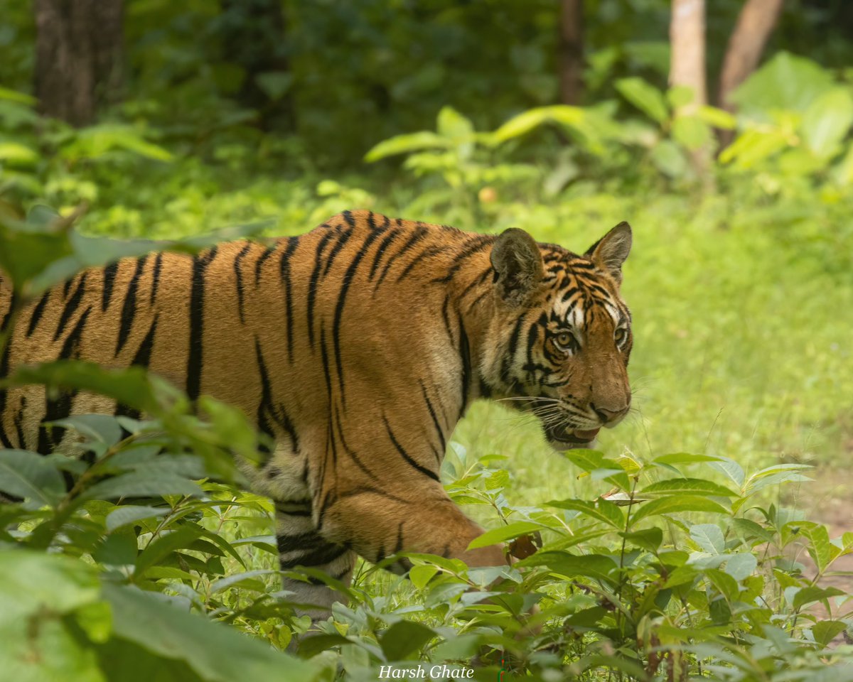 Always look around before crossing the road!⚠️

📍Pench Tiger Reserve, Madhya Pradesh @MPTourism 

@Canon_India 90D with 100-400mm IS ii

#canonindia #capturedoncanon #mptourism #MadhyaPradesh #tiger #wildlife #wildlifephotography #photography #IncredibleIndia #natureinfocus