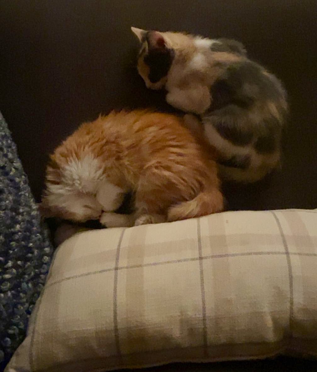 AmuseOverwatch's tweet image. another scroll through my feed that made me hate twitter posters even more.

But look at my new kittens