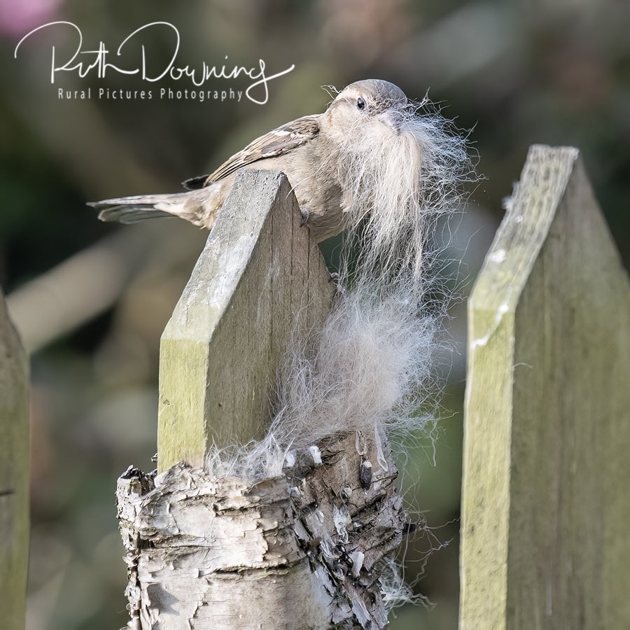 This House Sparrow was very busy refurbishing his nest with new soft furnishings 
#birdphotography 
#GardeningTwitter 
#helpnature 
#bbcgardenersworld 
#bbccountryfile 
@SonyUK 
@Natures_Voice