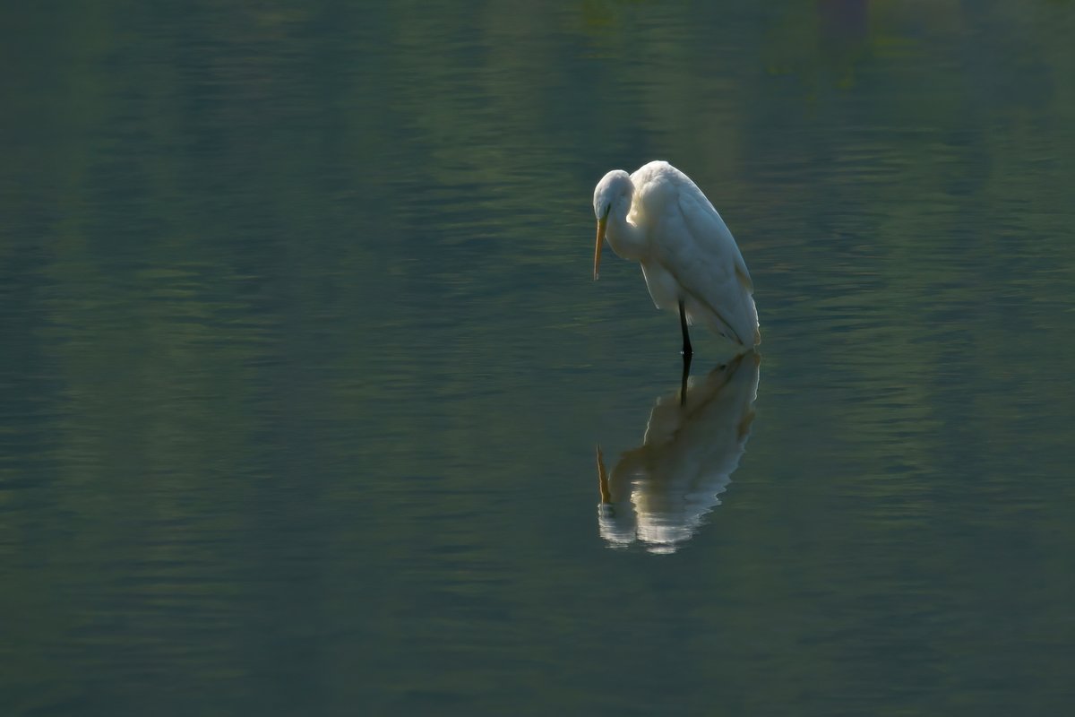 うつむくダイサギさん

#野鳥 #鷺 #ダイサギ #鷺科はいいぞ
#birds #bird #birdsphotography 
#egret #heron