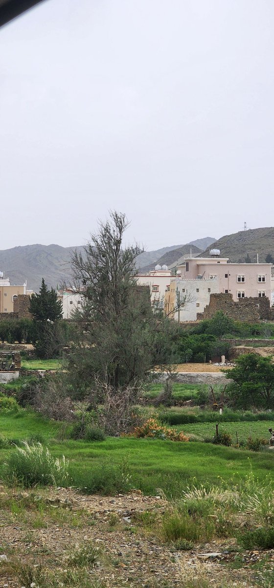 KhalidAlzamil's tweet photo. عبل بلّحمر  ٢٣ /١١ /١٤٤٤ 
قرية ال تاجر 
#بلّحمر #بللحمر #عسير #ابها 
@ballahmr https://t.co/eFDuTvJ35z
