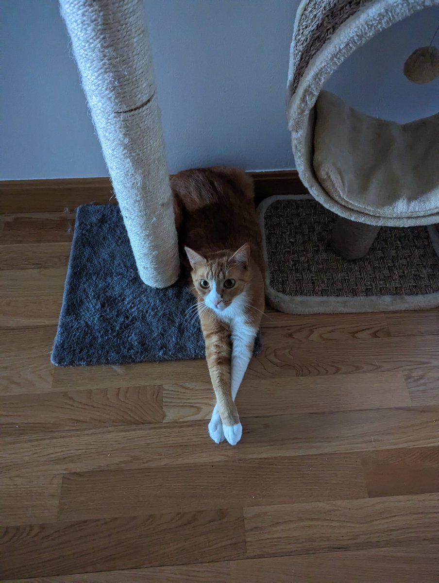 FailishTV's tweet photo. If you see this tweet, RT with the most recent photo you took of your pet. No cheating. https://t.co/eHANn964LU