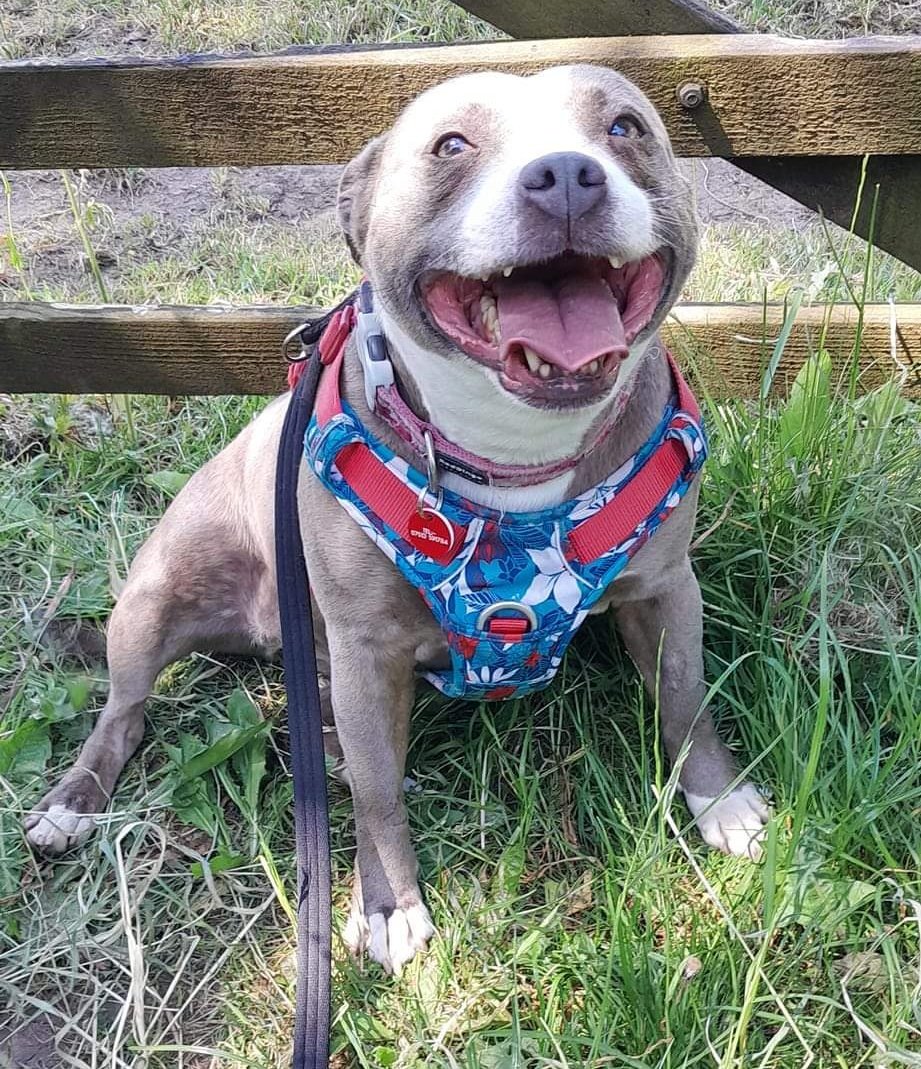 Did you see the news??? Beautiful Mavis is now available for adoption!
She's almost 7 yrs old &amp; could live with older children (aged 10+). She needs a cat and dog free home, as she's lived with both before and wasn't happy.
Click on the link for more info seniorstaffyclub.co.uk/adopt-a-staffy…