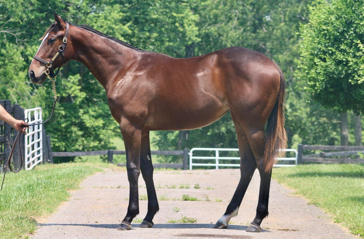 VincentColbert's tweet photo. Maclean’s Music/Salad Mood filly hip 170 Barn 5 foaled and raised @TAOcampo from a very deep family. @FasigTiptonCo @CampionLesley @gawilliamson @HillnDaleFarm https://t.co/tR9KWwvOnX