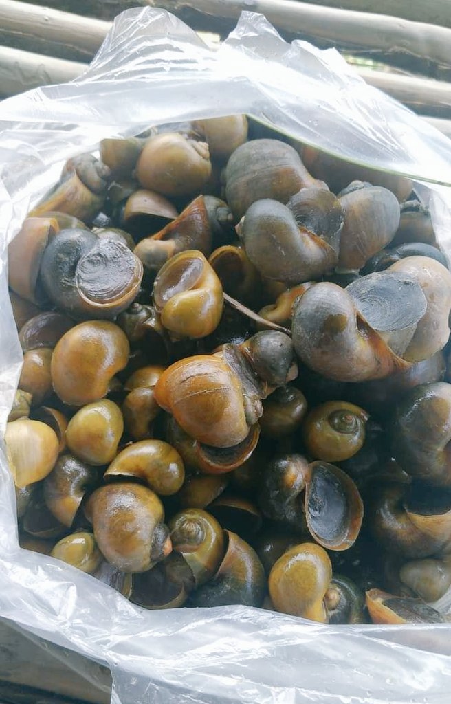 Excel_Dee's tweet photo. Pemanfaatan Keong Emas pengganggu Tanaman padi sebagai ASAM AMINO.

1. Keong tidak perlu dimusnahkan, kurangi air agar keong tidak menyebar.

2. Ambil Keong secukupnya, cincang, satukan dalam wadah yg bisa tertutup rapat, fermentasikan dgn : https://t.co/JWEiuVgpbI