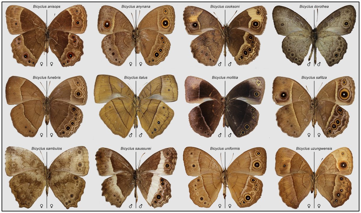 Erik van Bergen (@erikvanbergen) on Twitter photo Vicencio (<a href="/mariposaatcccgc/">Vicencio Oostra</a>) and I digest recent work in <a href="/journal_evo/">Evolution Journal</a> on the evolution of plasticity in Bicyclus butterflies.
Original paper: doi.org/10.1093/evolut…
Our digest: doi.org/10.1093/evolut…
w/ figure showing intraspecific variation in wing patterns in Bicyclus! 😍 Vicencio (<a href="/mariposaatcccgc/">Vicencio Oostra</a>) and I digest recent work in <a href="/journal_evo/">Evolution Journal</a> on the evolution of plasticity in Bicyclus butterflies.
Original paper: doi.org/10.1093/evolut…
Our digest: doi.org/10.1093/evolut…
w/ figure showing intraspecific variation in wing patterns in Bicyclus! 😍