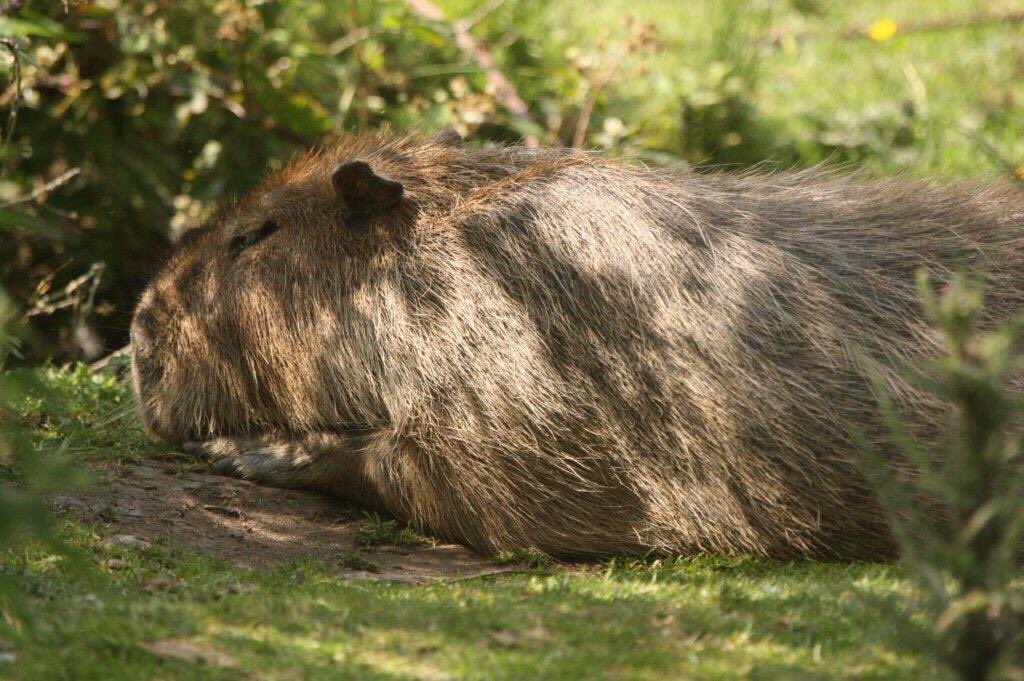 A nice long siesta is what a capybara needs on a sunny afternoon ☀️