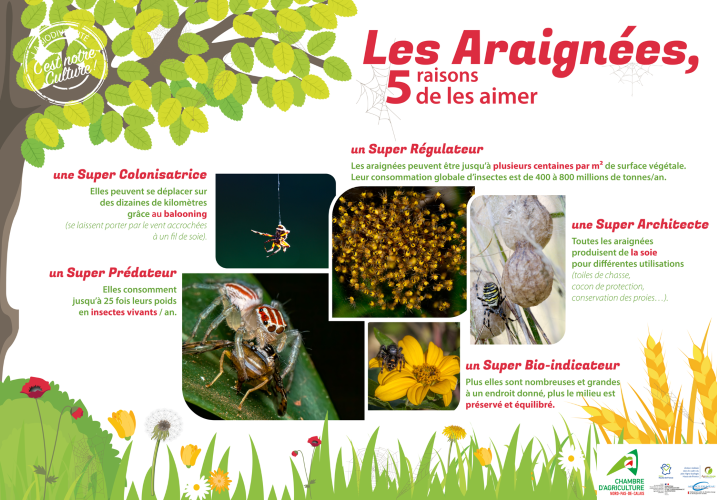 chambagri_hdf's tweet photo. 50 espèces d'#araignées ont déjà été recensées sur le site lors de l'inventaire du Pôle #Légumes Région Nord #PLRN à #Lorgies. 5 raisons de les aimer...
#biodiversité #agroécologie #agriculture https://t.co/5orqjffSQA