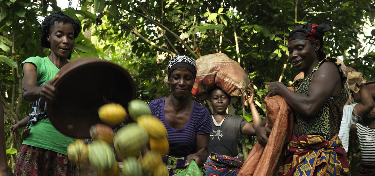 coopnews's tweet photo. Fairtrade International  and Fairtrade Africa launch new scheme to strengthen the prevention and remediation of #childlabour and #forcedlabour in cocoa co-ops in Ghana and Côte d’Ivoire
Read more 👉 https://t.co/h0jgMFSEtZ
#coops #cooperatives #cocoa #Fairtrade https://t.co/FAREQQPceT