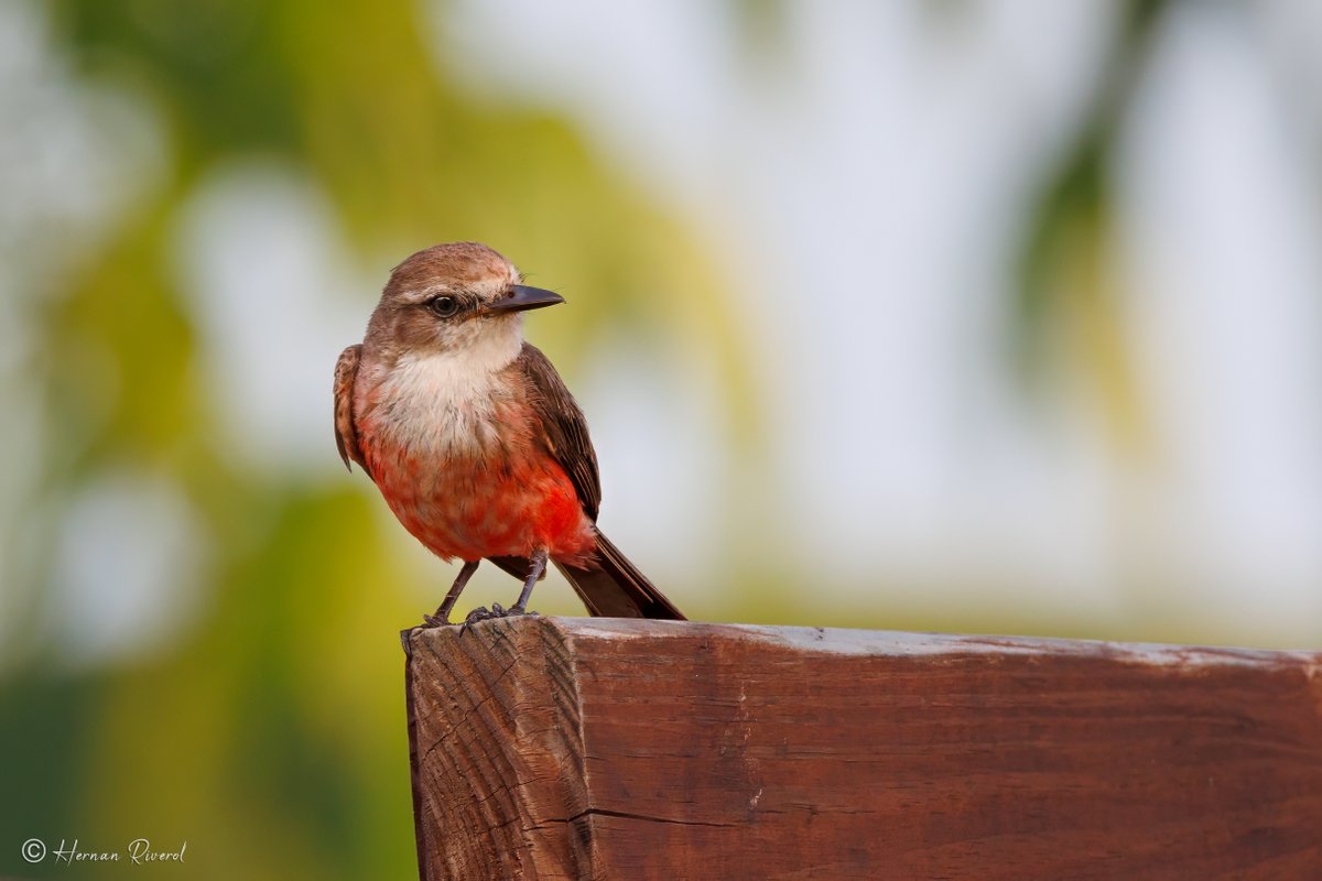 The backyard resident, female Vermilion Flycatcher.
#BirdsOfBelize #BirdsSeenIn2023 #birds #birding #birdphotography #birdwatcher #BirdTwitter #TwitterNatureCommunity #BirdsOfTwitter #wildlife