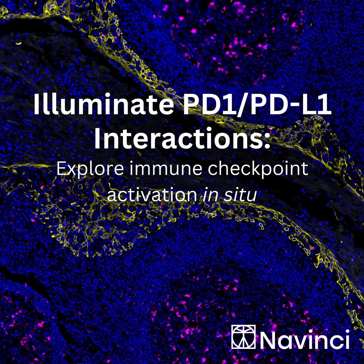 Illuminate PD1/PD-L1 Interactions! Today is the #launch of our in situ assay for the detection of PD1/PD-L1 interactions. Fluorescent readout + multiplex co-staining = gain comprehensive visualization of the tumor microenvironment. #cancerresearch #spatialbiology