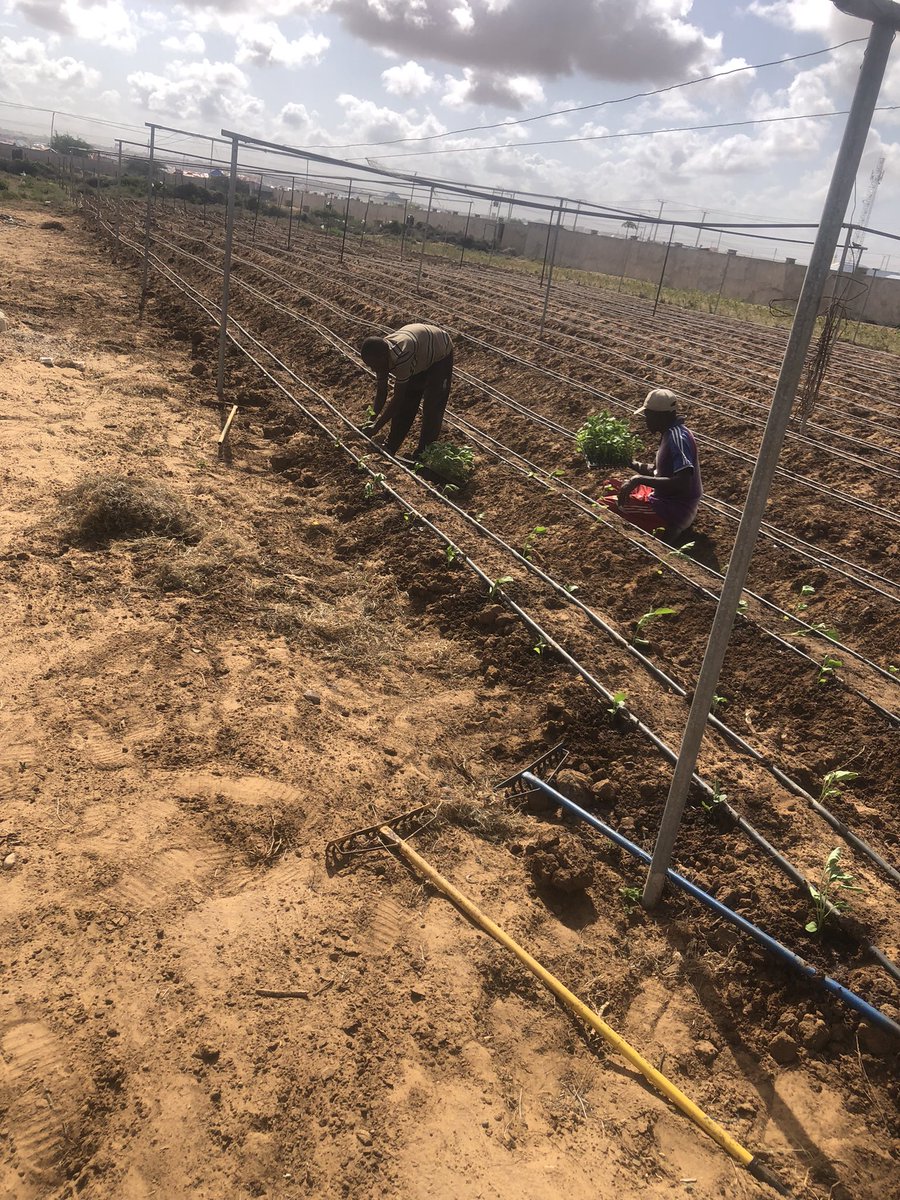 mohamed92494949's tweet photo. Drip irrigation installment, transplanting and scouting https://t.co/IZZIc2D7wS