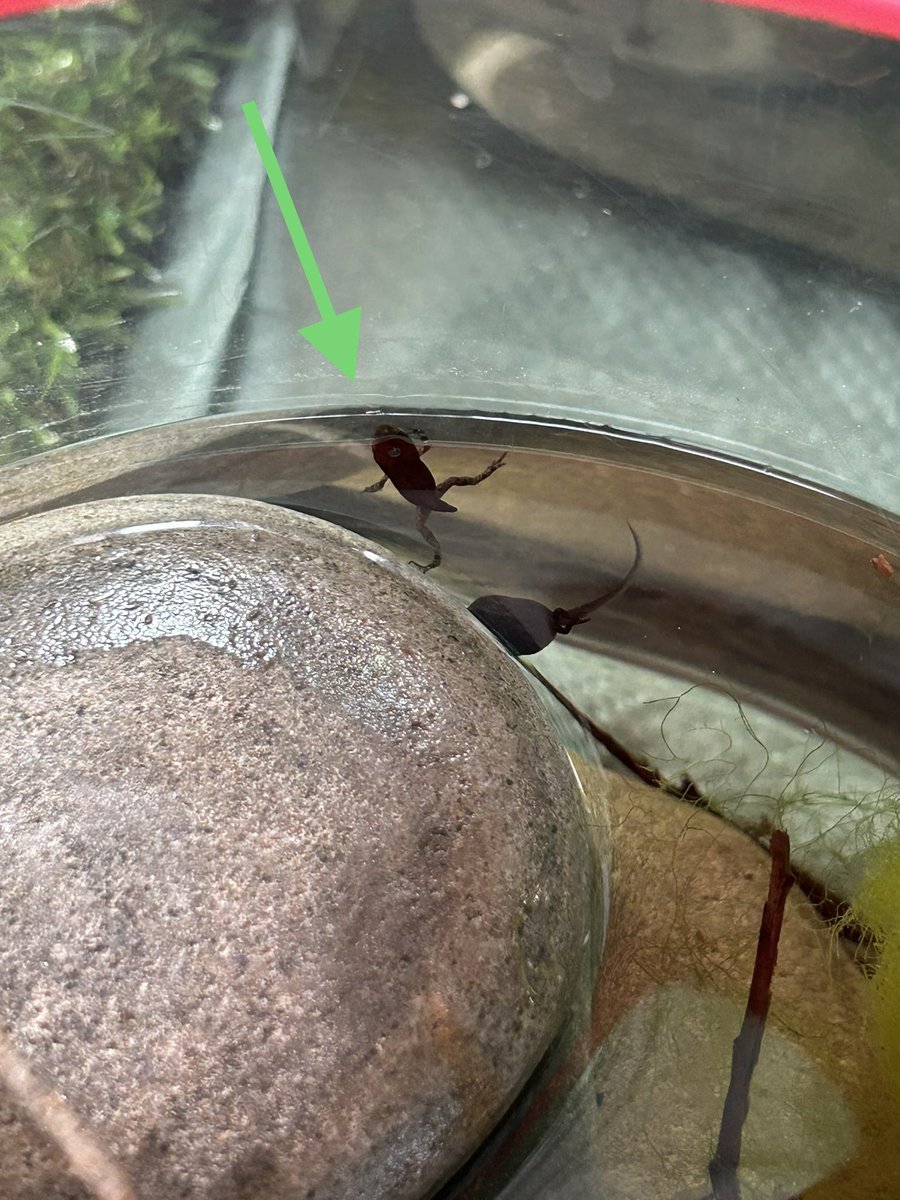 The children have been excitedly observing our tadpole tanks for the past couple of weeks, then all of a sudden we spotted…a little froglet!! 😊🐸🙌#lifecycles #nature @PACEYchildcare @InsectLoreEU @_OLW_ #homebasedchildcare