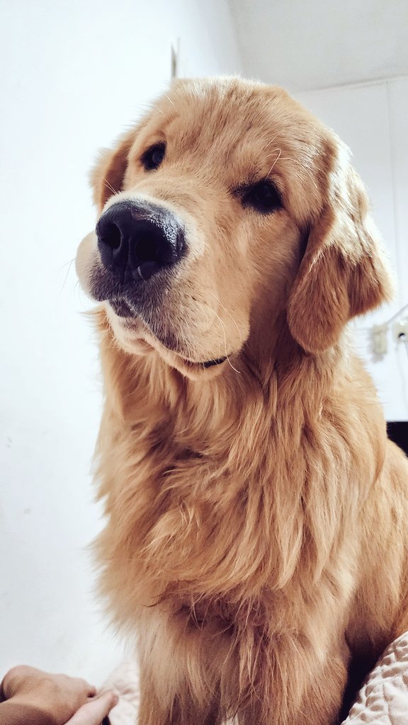 DanielaPais2's tweet photo. Hoy cumple 1 año mi bebito 🤍💫 tu vida es un chiche constante con lo que se te cruce por el camino 🥹 te amoooo! 🧡 https://t.co/EnnNNixNTB