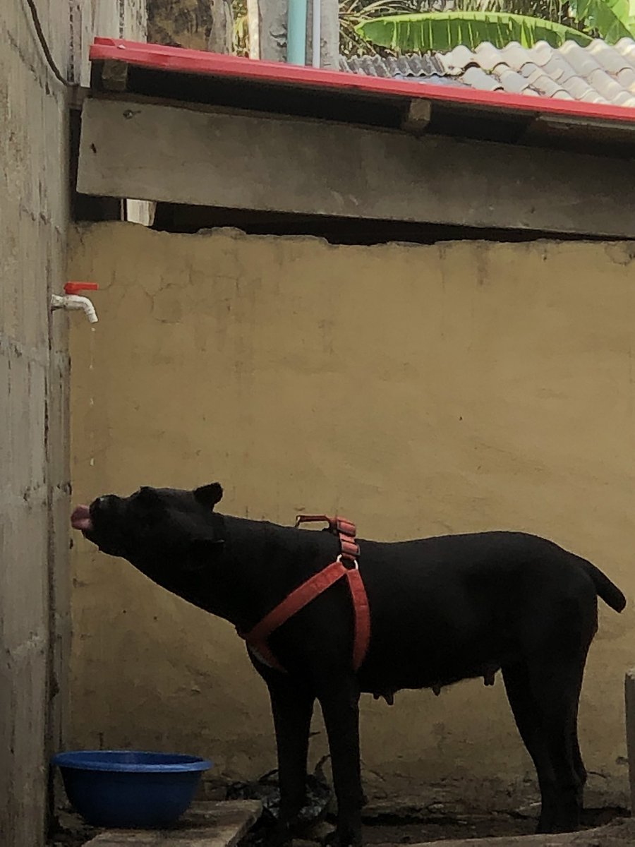 PageKennels's tweet photo. Meet candy 🍭 https://t.co/S7FFd2WjFo