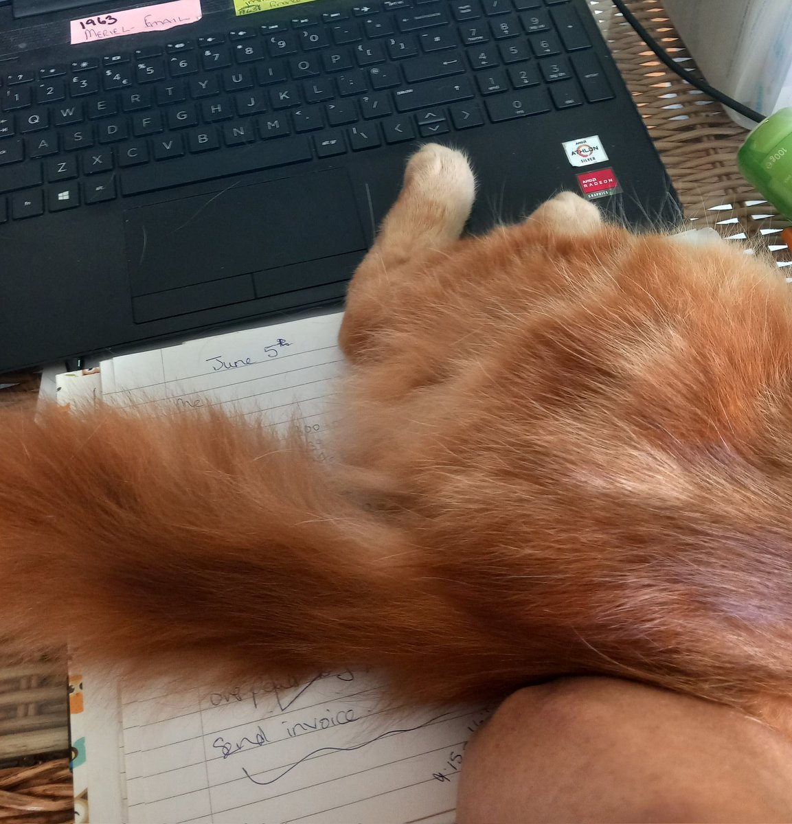 Being ably assisted by this orange twat 🙄

Makes using my number pad slightly awkward and he's bloody warm too.

#GeneralElectionNOW!