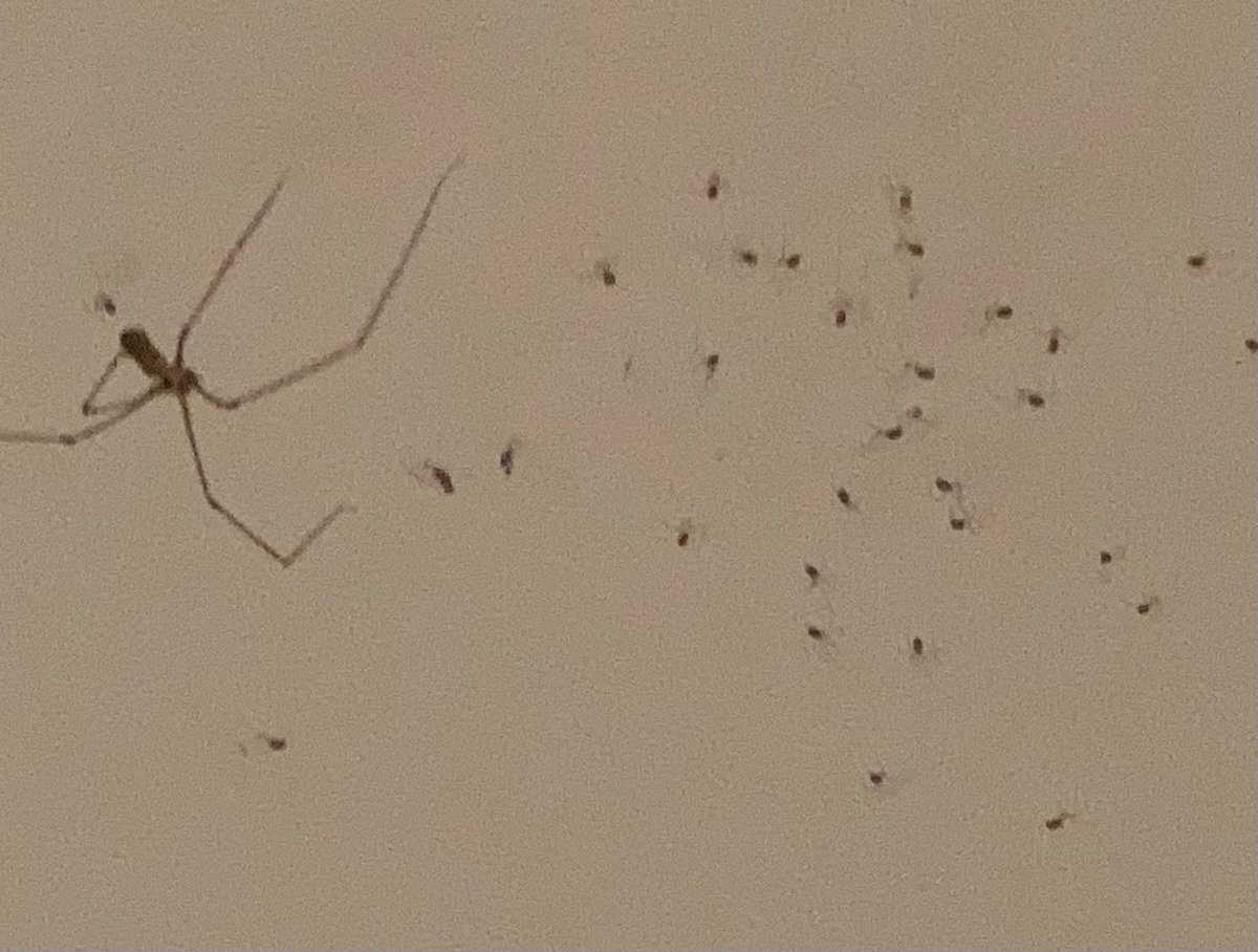 A spider that I left to a corner of my ceiling had babies, and I suddenly felt like Wilbur in Charlotte’s Web. What a miracle nature is.