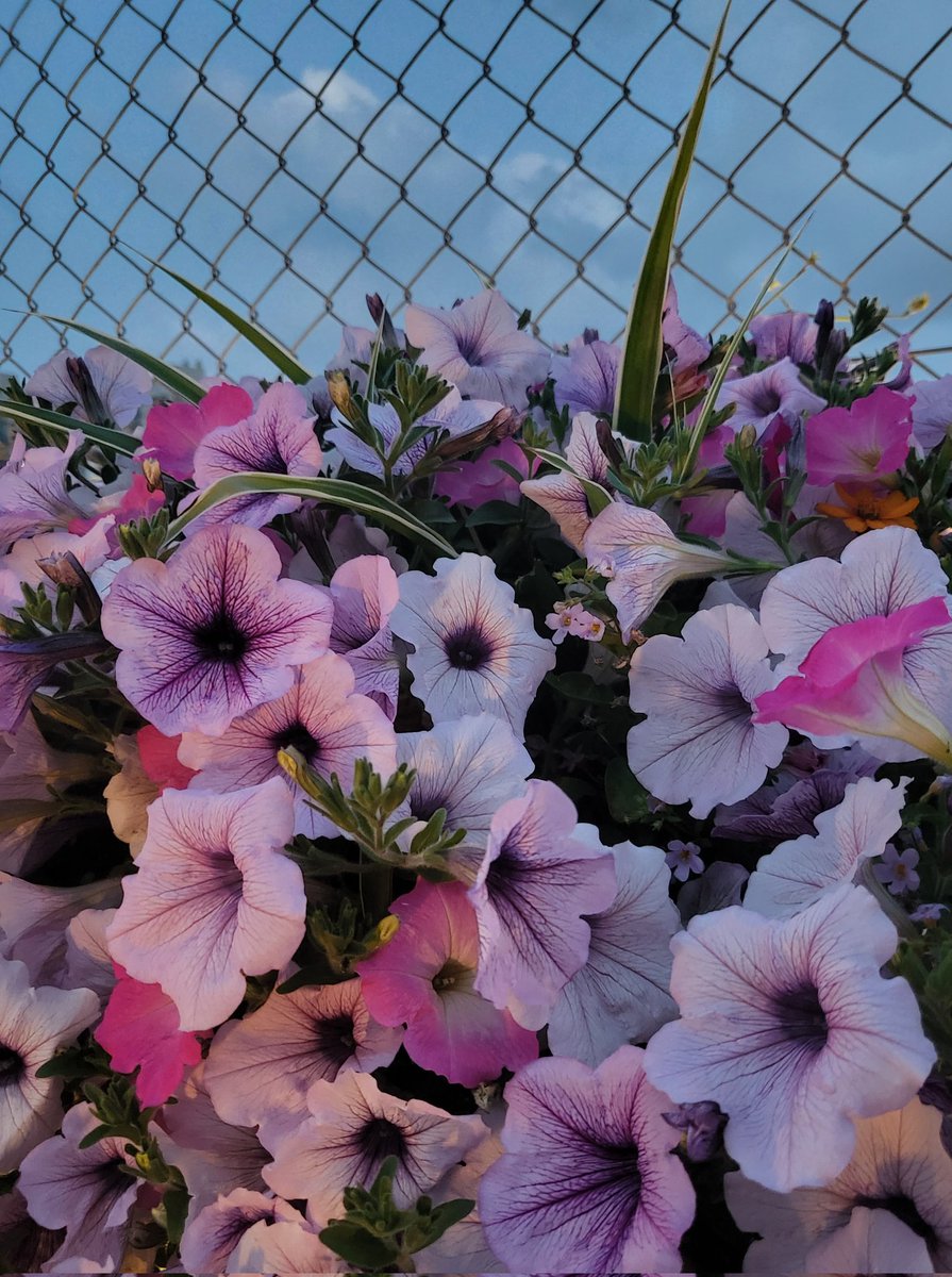 저녁의 페튜니아✨️