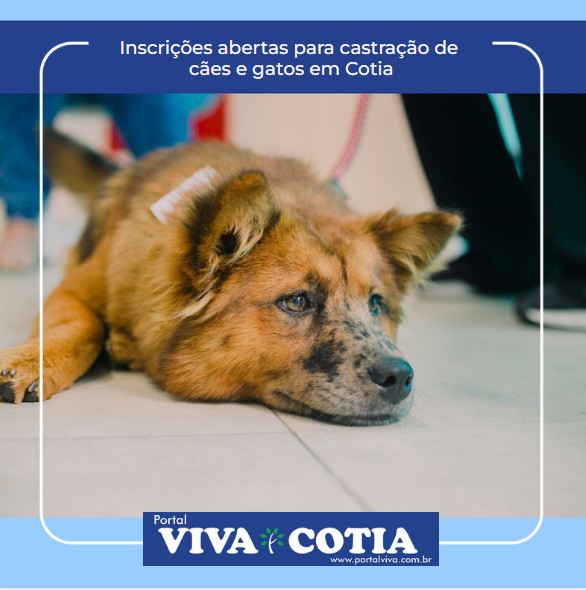 Inscrições abertas para castração de cães e gatos em Cotia. Saiba mais em portalviva.com.br/post/inscri%C3… #cotia #portalviva #castração #inscriçõesabertas #cães #gatos #saúdeanimal #mundopet #pets