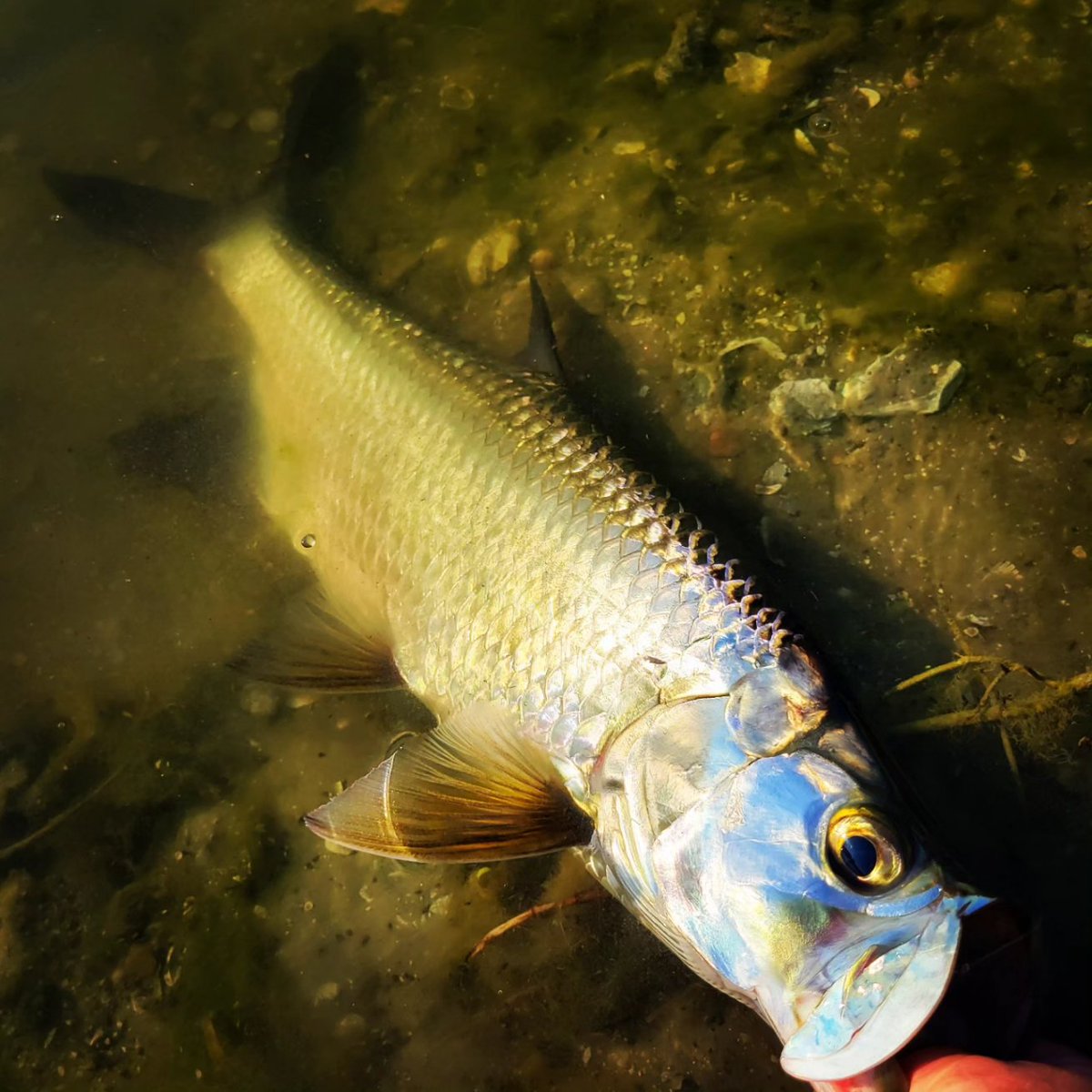 shadowcastfly's tweet image. Ya mon!!! All you need for effective jungle pond hoppin'!!
.
.
#shadowcastflyfishing #tampabayflyfishing #flyfishing #scottflyrods #abelreels #craftedforchaos #rcioptics #skinnywaterculture #monicflylines #tampabaywaterkeeper #tarpon