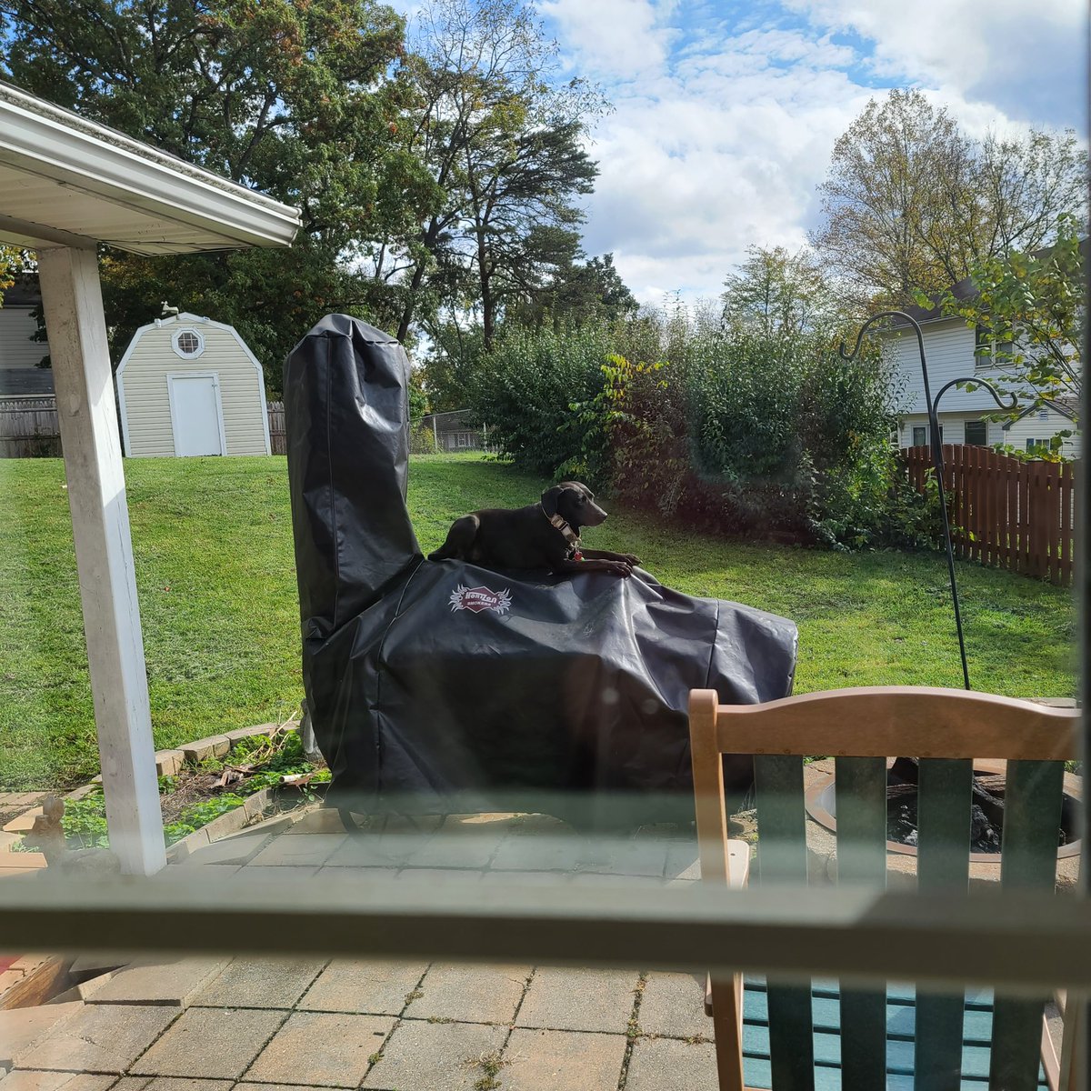 konaschley's tweet photo. @theprincecat No, but our dog gets on the barbecue https://t.co/a0N44VFMlJ