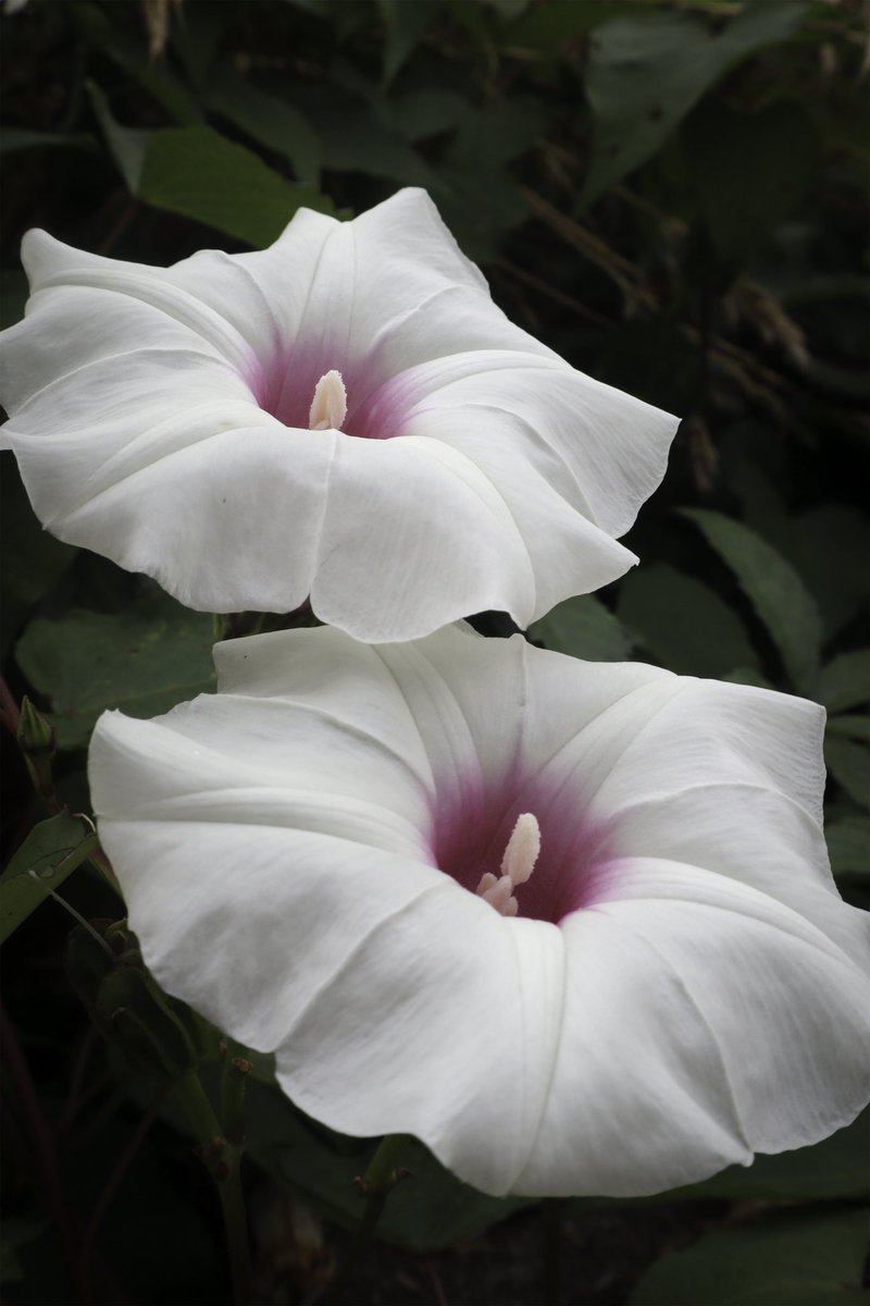 Y Hope Osborn tweet media