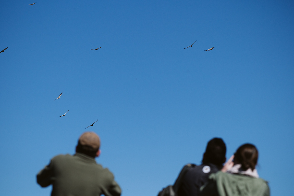 Wildlife ACT is excited to share more about our Southern Drakensberg Conservation Project, which focuses on endangered vulture conservation in this beautiful region of KwaZulu-Natal.

Read more: wildlifeact.com/blog/endangere…

Photo: <a href="/CaseyPrattPhoto/">Casey_Pratt</a> / <a href="/loveAfrica_/">Love Africa Marketing</a>