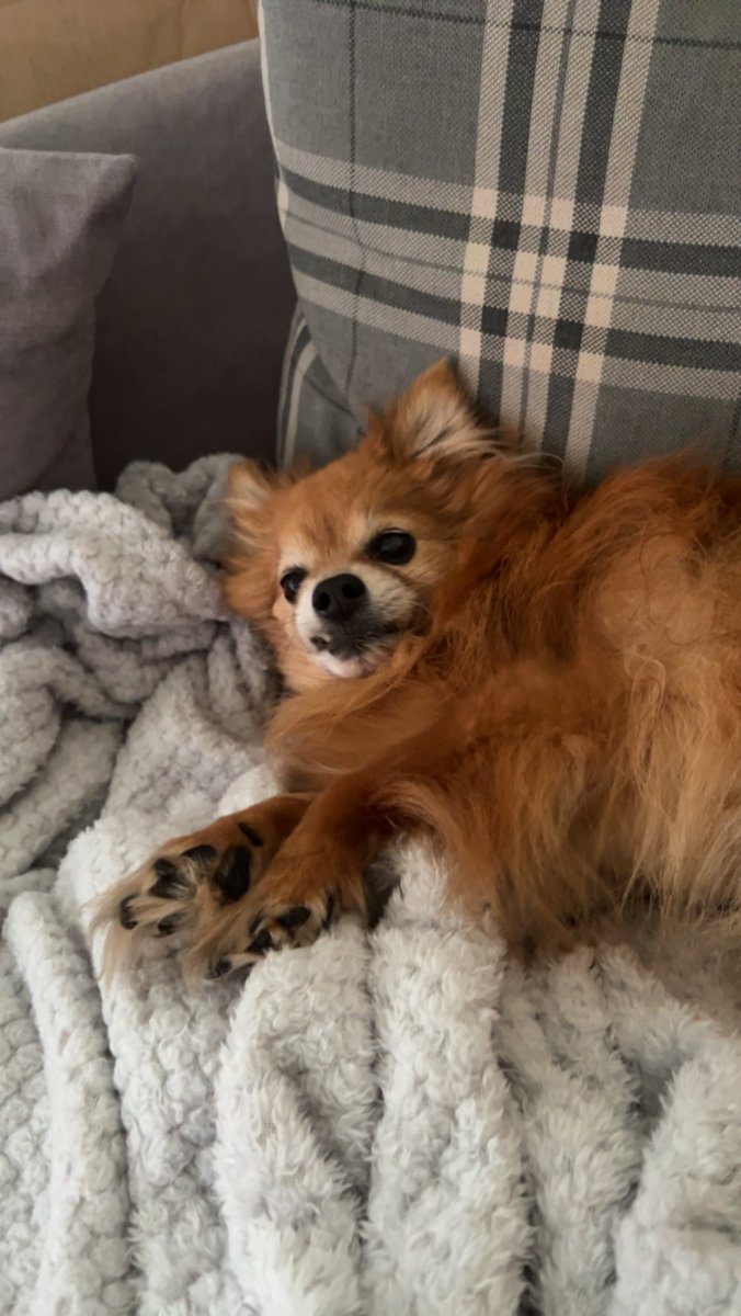 ForFun Tyler tweet media